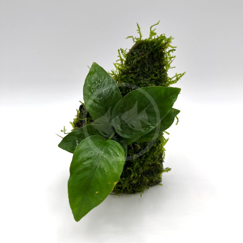 Anubias Nana On Moss Covered Driftwood Anubia Nana Java Moss