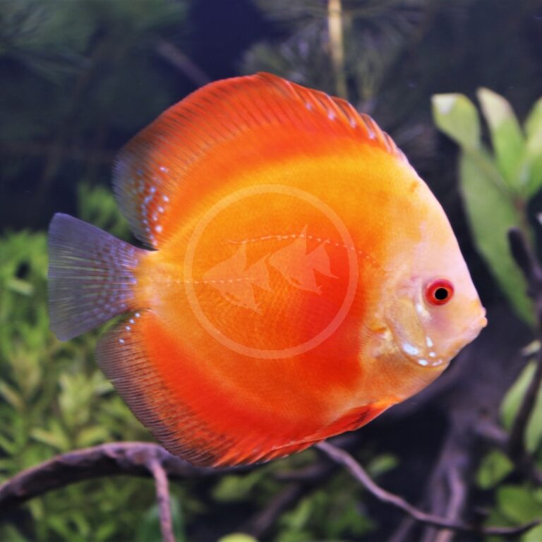 DISCUS MARLBORO RED RED MELON Symphysodon Sp Aquatics Unlimited