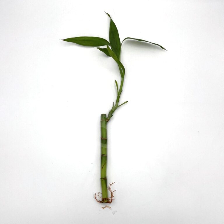 Terrarium Lucky Bamboo Straight Dracaena Sanderiana Aquatics Unlimited