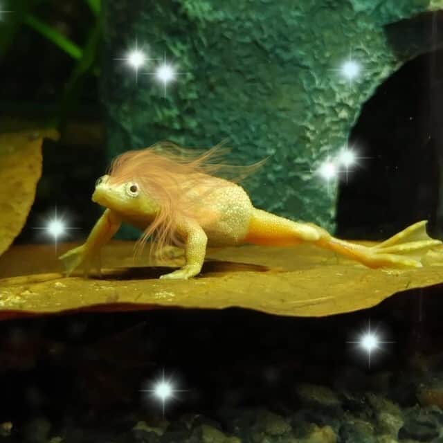 Image showcasing Aquarium Design & Setup - Aquatics Unlimited