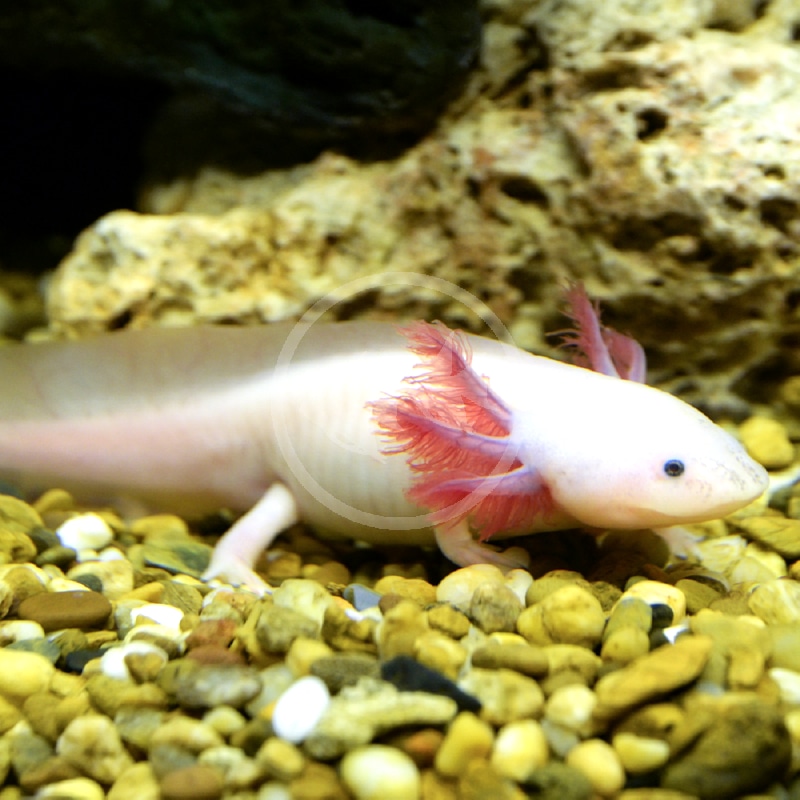 A pale pink axolotl with feathery pink gills is resting on yellow and brown pebbles in an aquarium, with a rocky background.
