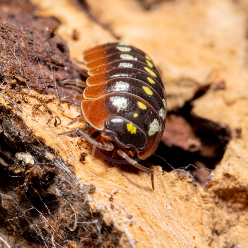 A close-up of an orange and black pill bug with yellow and white spots on its back, crawling on a rough, light brown piece of wood.