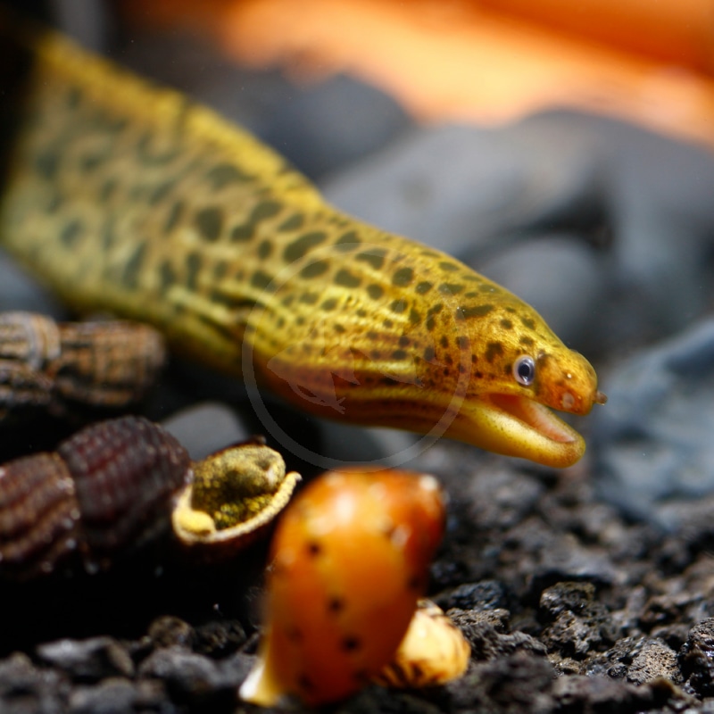 A close-up of a spotted yellow moray eel with its mouth open, surrounded by dark rocks and snails on the aquarium floor.