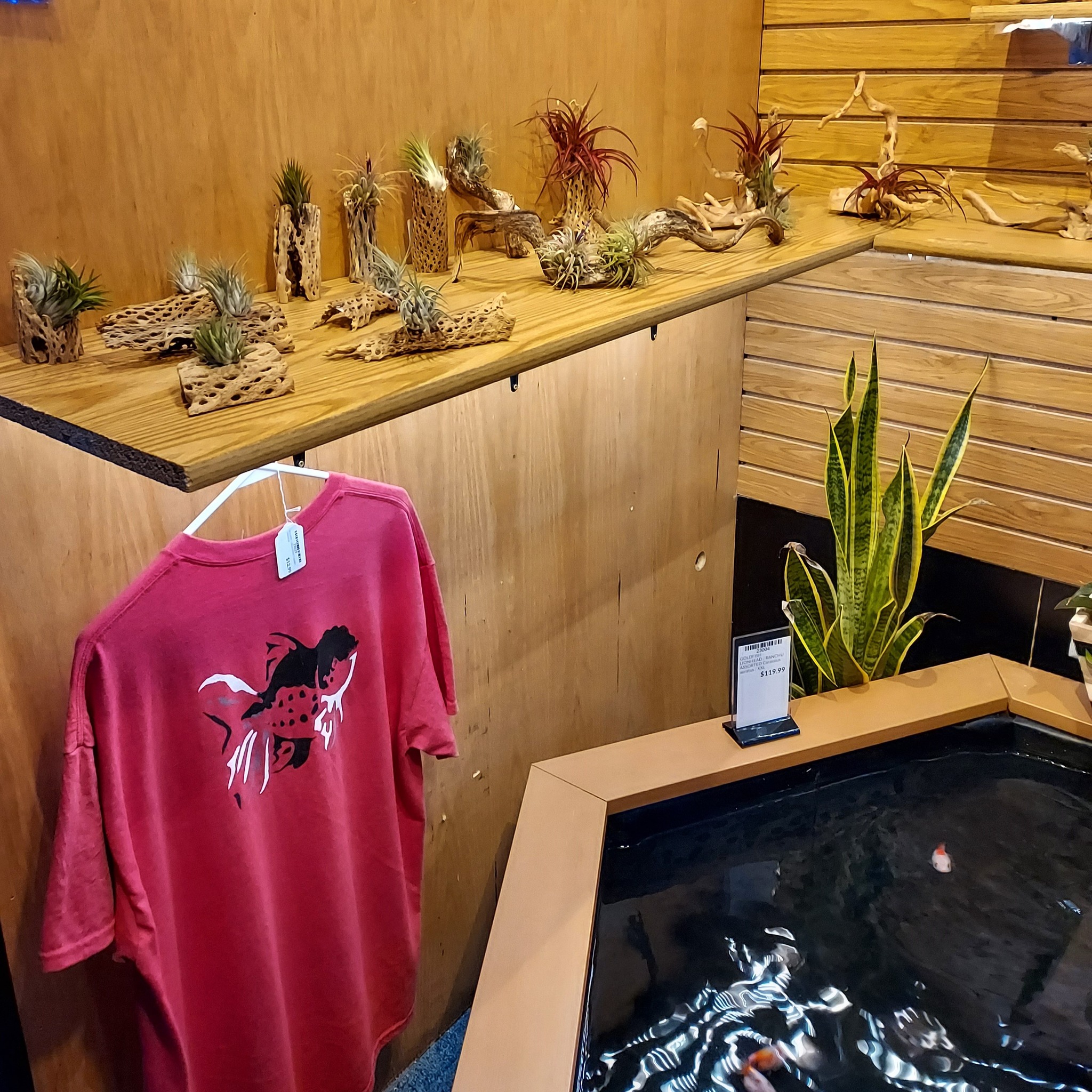 A red t-shirt with a black and white fish design hangs near a wooden shelf displaying air plants on driftwood. A fish tank and a potted snake plant are also visible in the corner of the room.