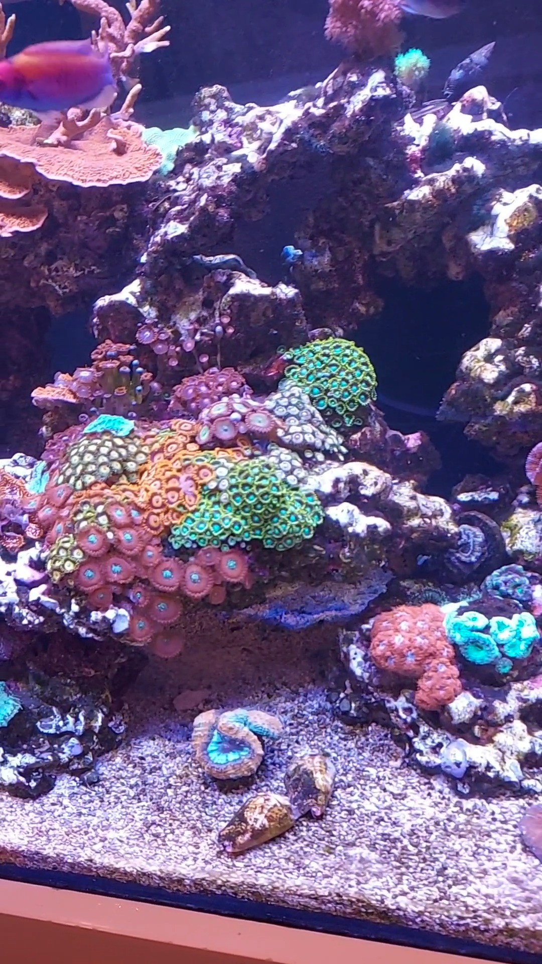 Colorful coral reef aquarium with clusters of vibrant corals in shades of green, orange, purple, and blue, attached to rocky structures, with white sand covering the bottom.
