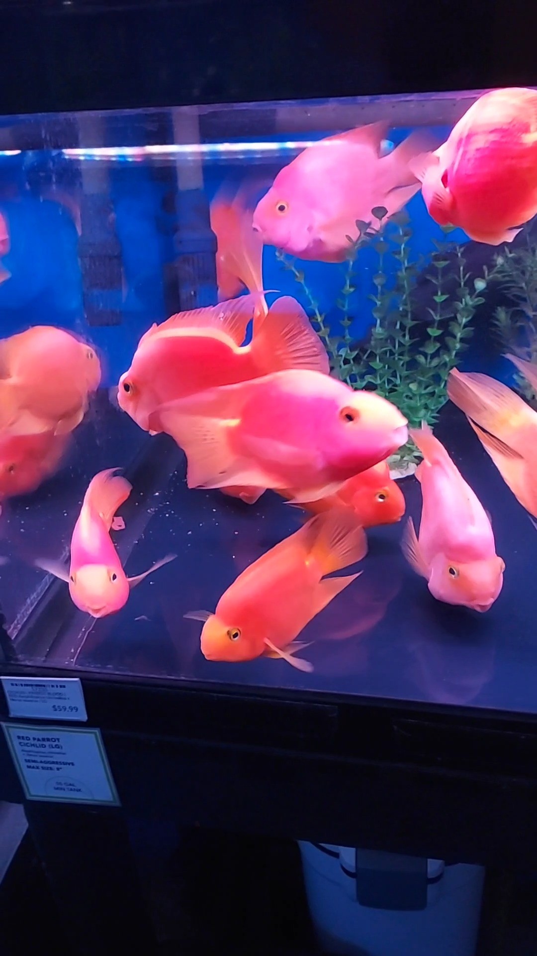 A group of bright orange and pink fish swim in a tank with a blue background and a green plastic plant. Several fish face the glass, while others swim in different directions. Price tags are visible at the bottom of the tank.