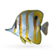 Illustration of a colorful tropical fish commonly seen in aquatics, featuring a long snout and vivid horizontal yellow, white, and silver stripes. It has a dark eye spot near its tail fin and delicate, flowing fins that make it appear almost unlimited in grace.