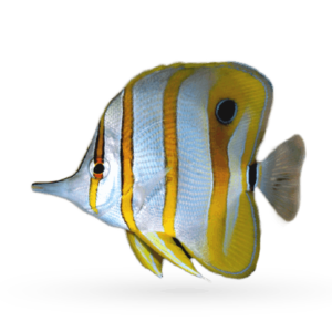 Saltwater Fish
