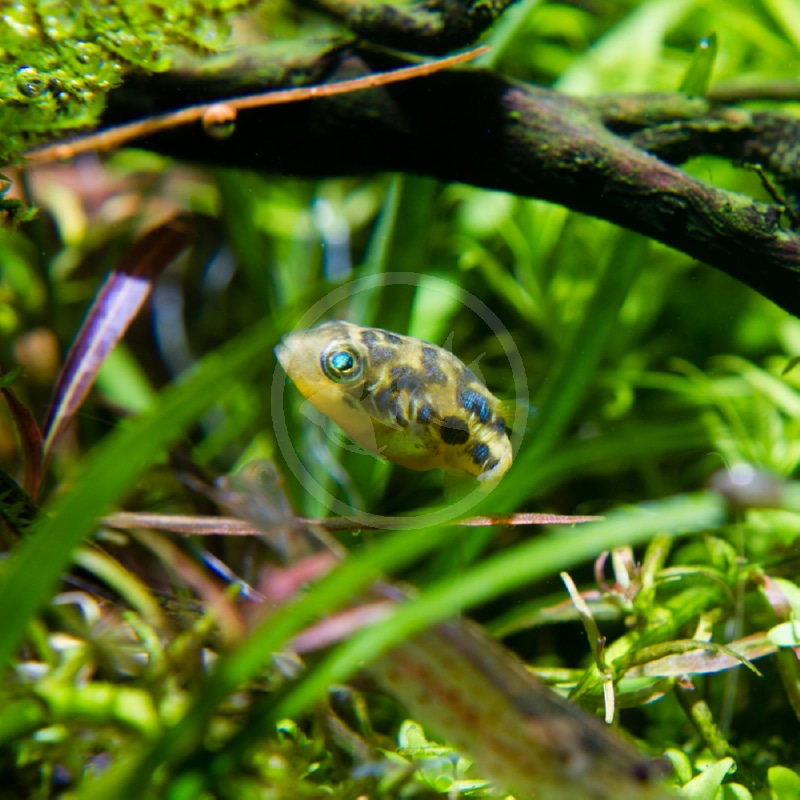 A small, yellow-green spotted pufferfish swims among green aquatic plants and branches in a freshwater aquarium.