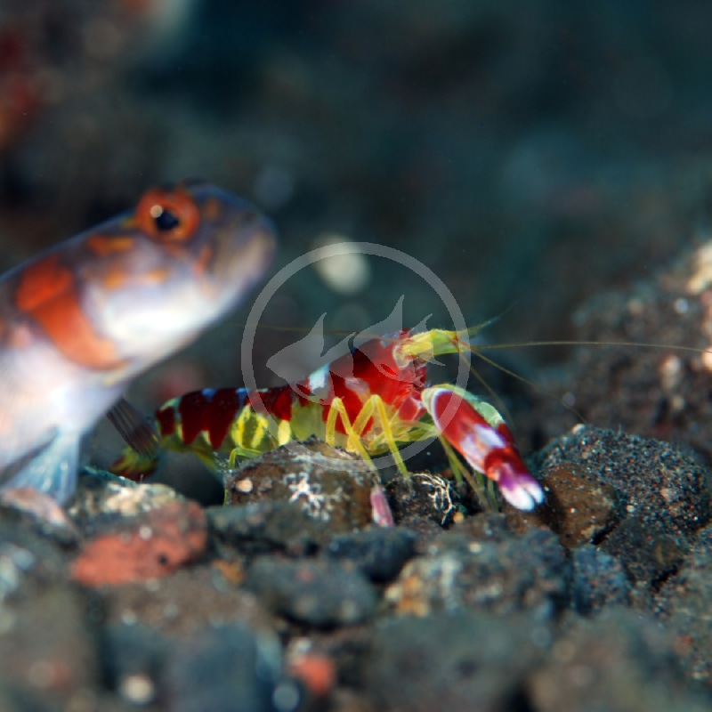 A colorful pistol shrimp with red, yellow, and white markings sits on rocky seabed near the head of a goby fish, both partially surrounded by dark, blurred underwater background.