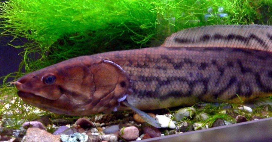 A brown and tan fish with a long, slender body and mottled pattern rests on pebbles in an aquarium, with green aquatic plants in the background.