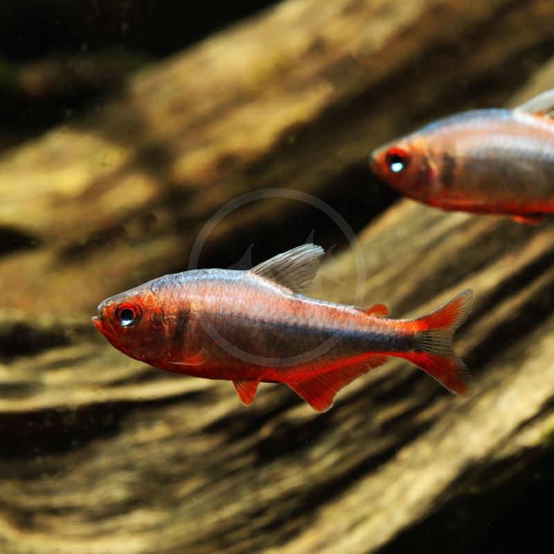 A close-up of two small, vibrant red fish swimming in front of a blurred, natural-looking background, possibly driftwood, in an aquarium.