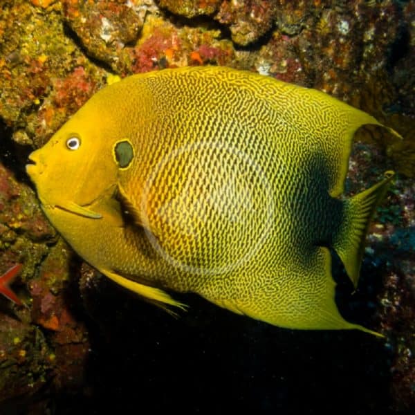 Angel Dwarf Coral Beauty Centropyge Bispinosus Aquatics Unlimited