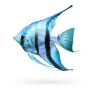 A vibrant angelfish from Aquatics Unlimited glides smoothly against a blurred green backdrop. Its body showcases a shimmering mix of blue and silver hues, accented with dark vertical stripes, embodying the elegance of tropical fish.