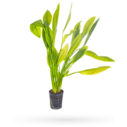 A tall, vibrant green aquatic plant with long, slender leaves thrives in a small black mesh pot. Perfect for an aquatics unlimited setup, the plant casts a soft shadow on the white surface beneath.