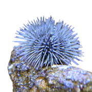 A close-up of a purple sea urchin with long, spiky spines sits on a textured rock in an aquatics unlimited setting against a dark blue background.