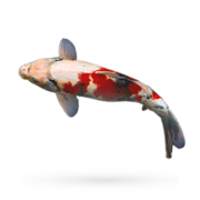 A colorful koi fish with a pattern of red, black, and white scales swims gracefully on a plain background. Its fins and tail are spread out, showcasing its vibrant colors and sleek form—truly an aquatics unlimited marvel in the world of tropical fish.