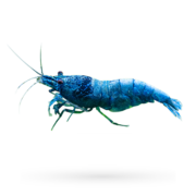 A vibrant blue shrimp with long antennae stands against a white background, casting a shadow below. The detailed texture and vivid color showcase its allure, hinting at the wonders found in aquatics unlimited tropical fish displays.