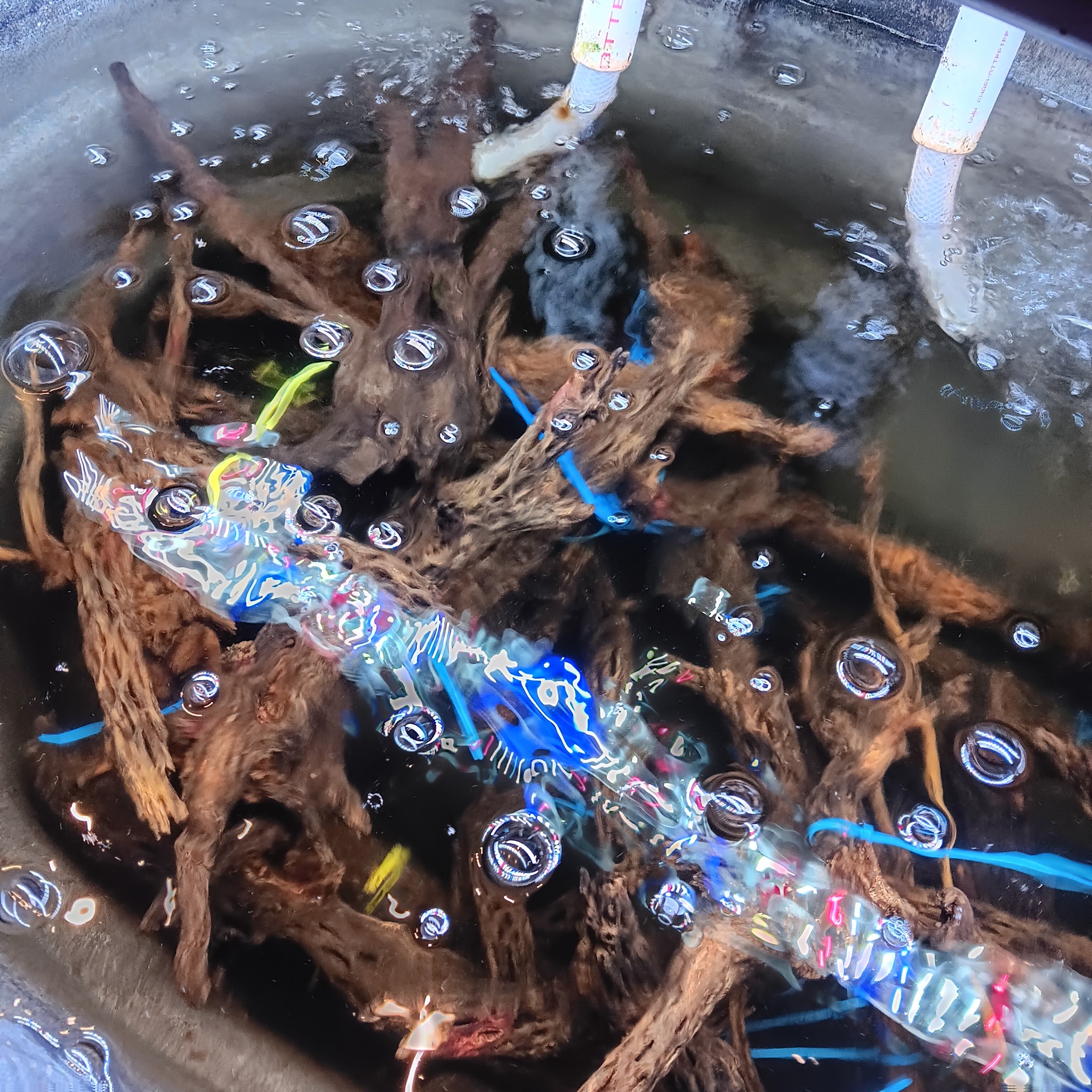 Driftwood soaking in water with air bubbles rising to the surface and colorful zip ties attached to the wood pieces.