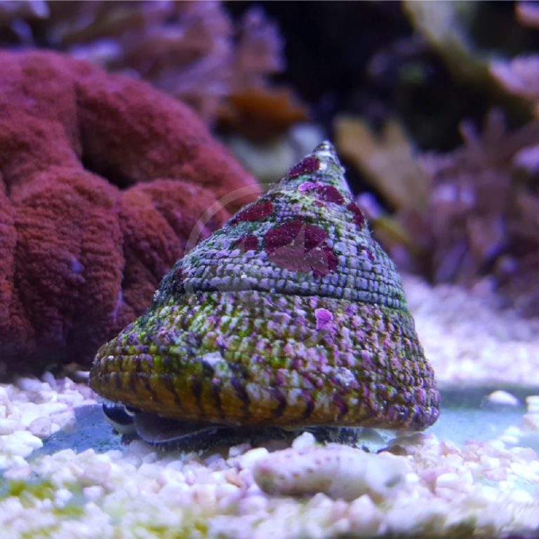 SNAIL ASTREA Astraea tecta Aquatics Unlimited