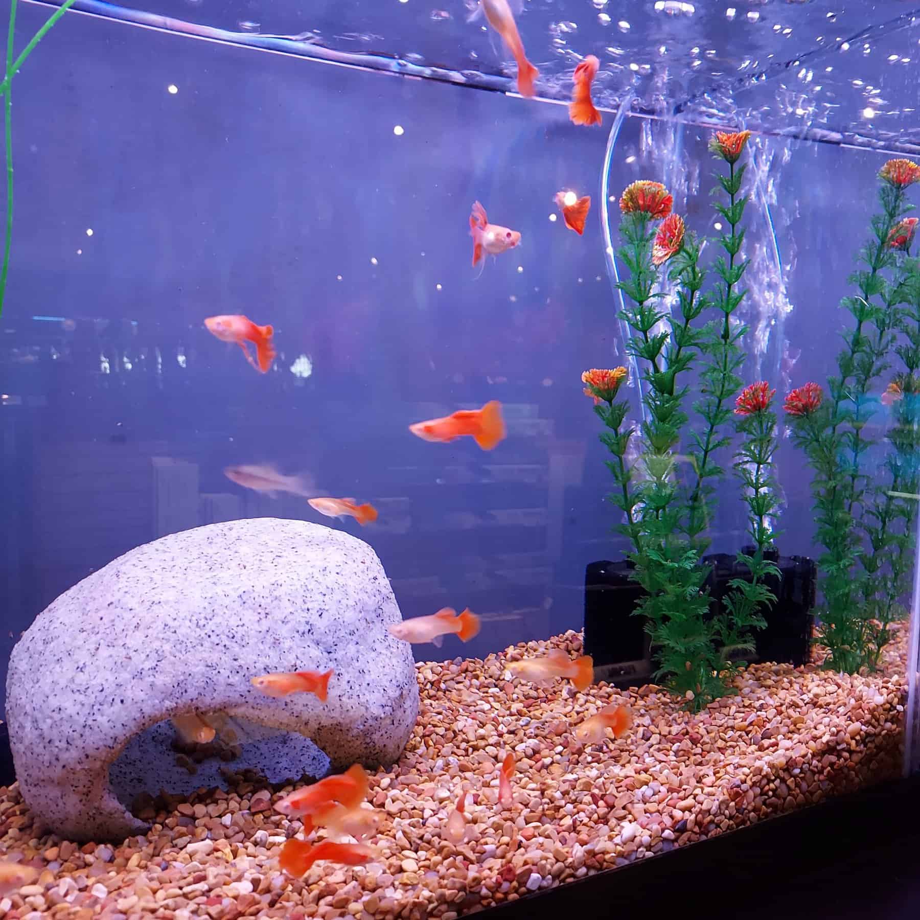 Adventures in Nano-Scaping #1 - Aquatics Unlimited