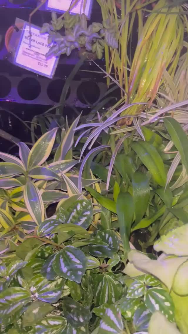 Various green houseplants with different leaf shapes and patterns, including striped and variegated varieties, are grouped together under bright indoor lighting. A price label for one plant is visible in the background.