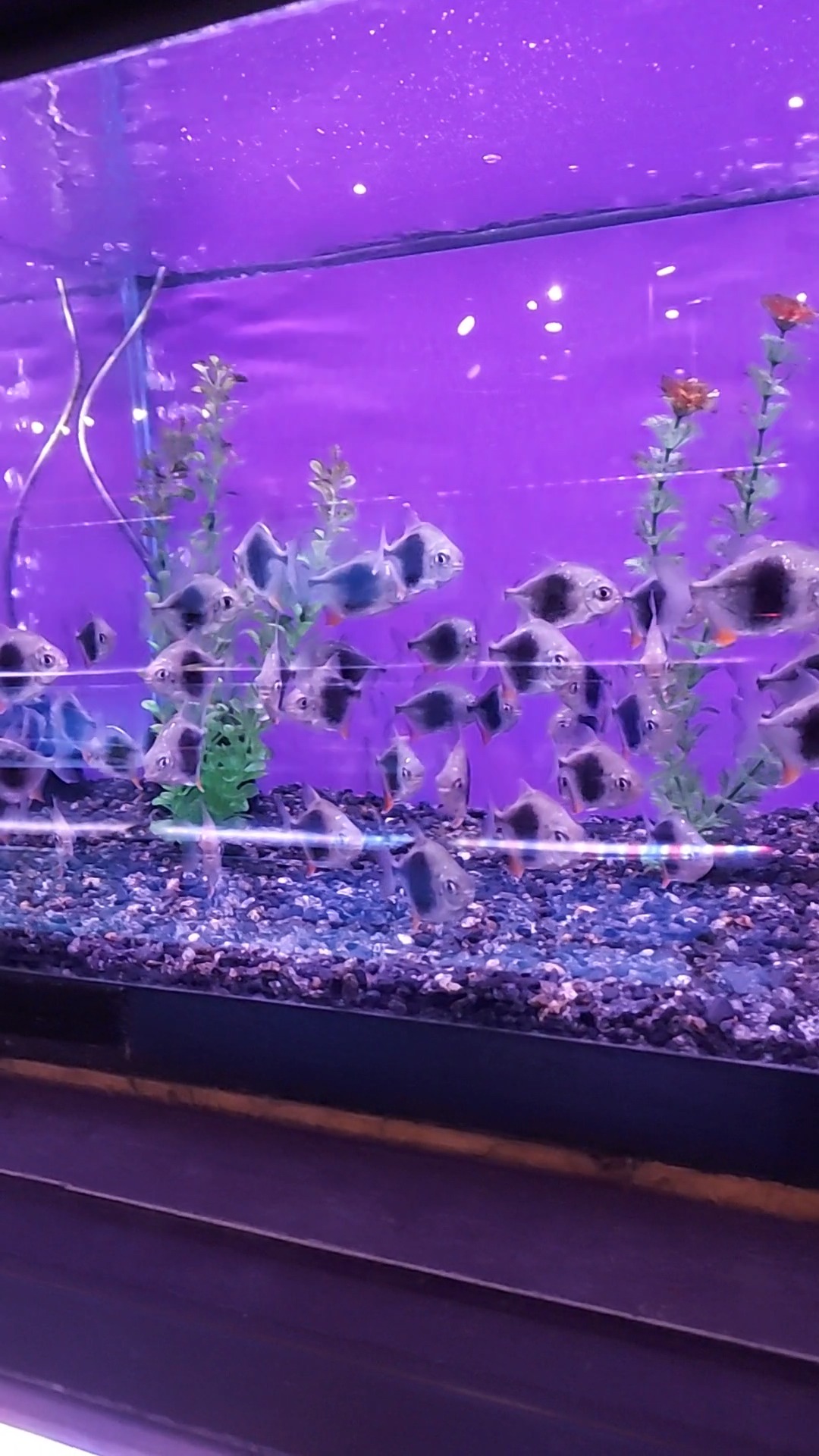 A group of small fish with black markings swim in a tank with purple lighting, gravel substrate, and tall green aquatic plants.