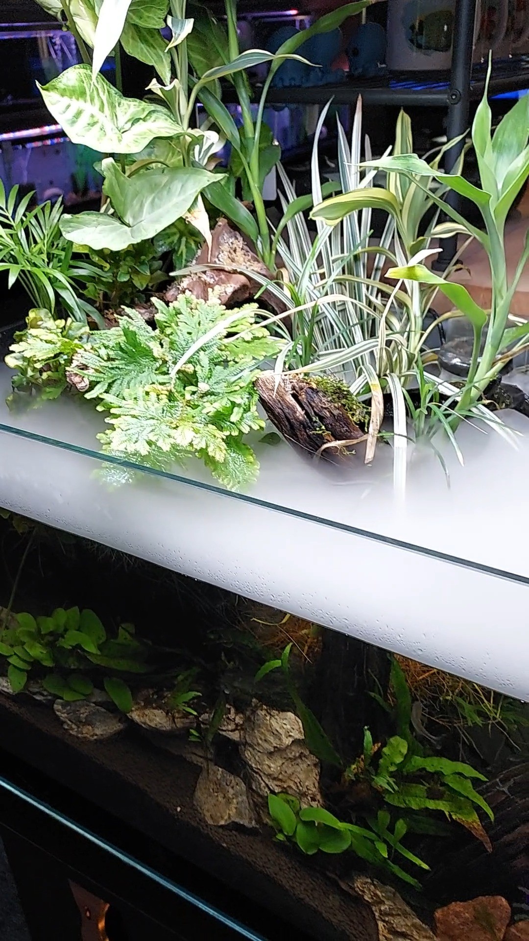 A glass tank with lush green plants arranged above a misty white divider, while aquatic plants and rocks are visible underwater in the lower section of the tank.