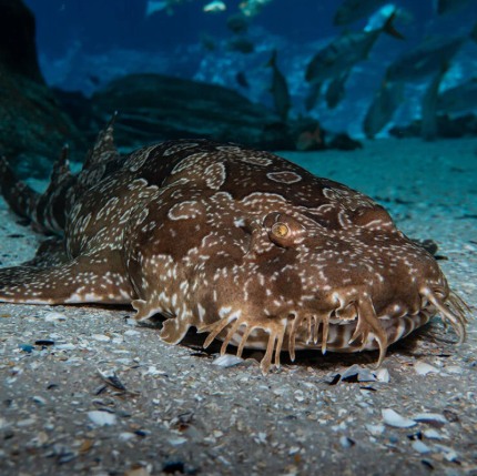 A close-up photo of a tasseled wobbegong shark lying on the ocean floor, camouflaged with a brown, mottled pattern and surrounded by sand, shells, and other fish swimming in the background.