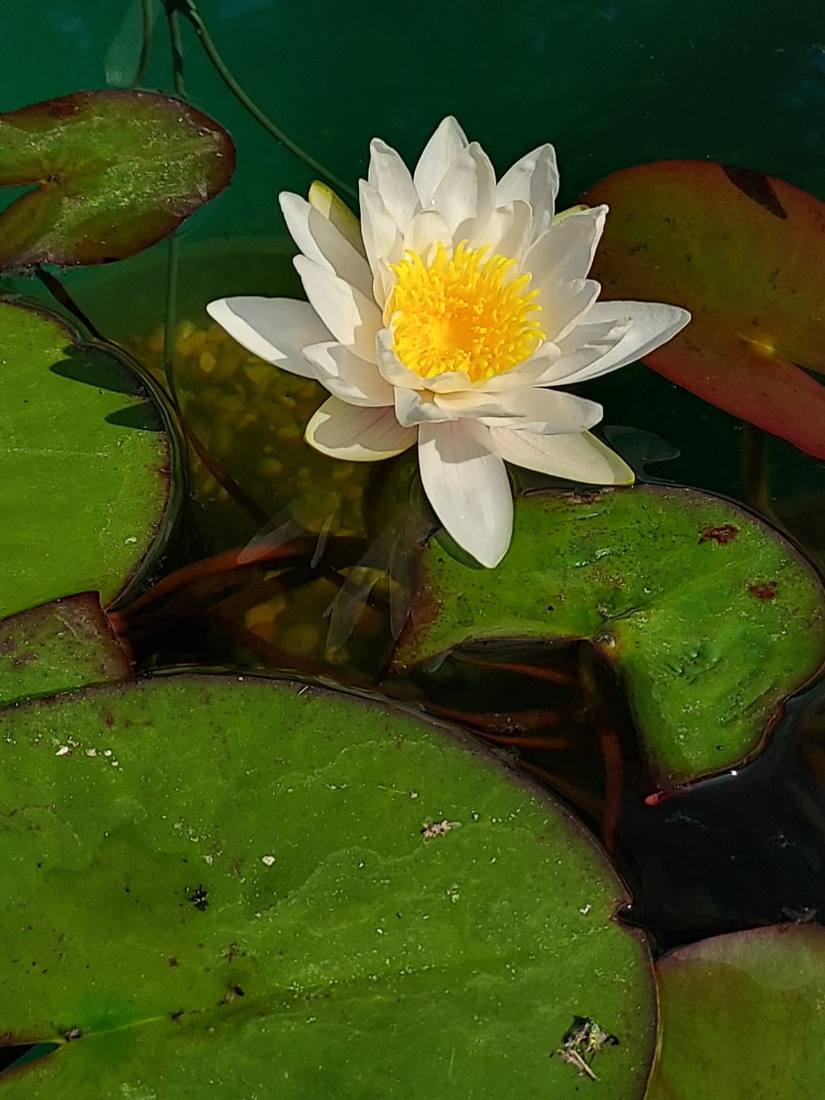 A white water lily with a bright yellow center blooms amongst large green lily pads floating on the surface of dark water.