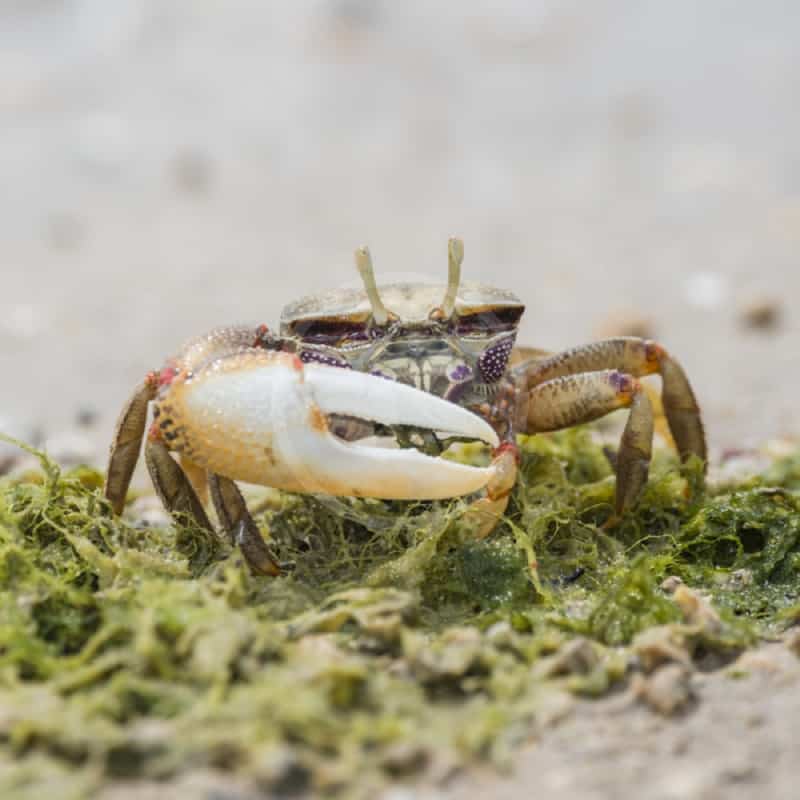Fiddler Crab Guide - Aquatics Unlimited