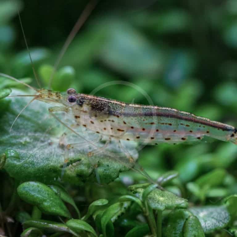 SHRIMP - FW AMANO / ALGAE EATING Caridina multidentata - Aquatics Unlimited