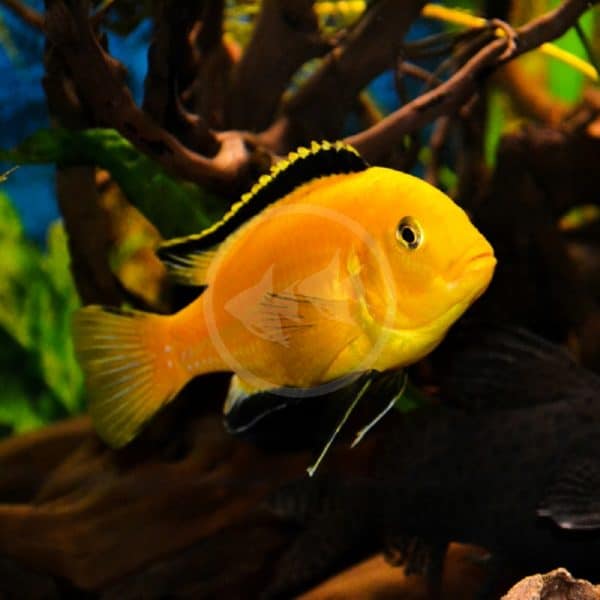 CICHLID - LAB YELLOW Labidochromis caeruleus - Aquatics Unlimited