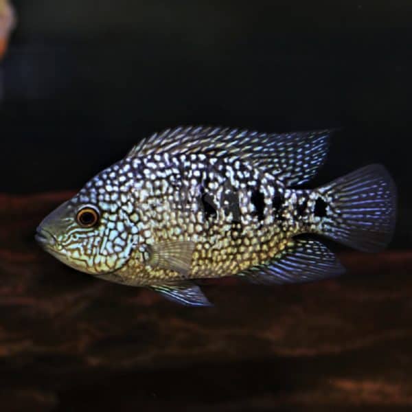 CICHLID - TEXAS Herichthys cyanoguttatus - Aquatics Unlimited