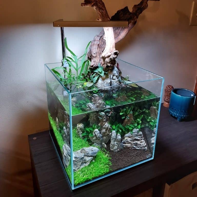 Adventures in Nano-Scaping #3 - Aquatics Unlimited