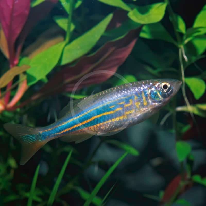 DANIO GIANT Devario Aequipinnatus Aquatics Unlimited