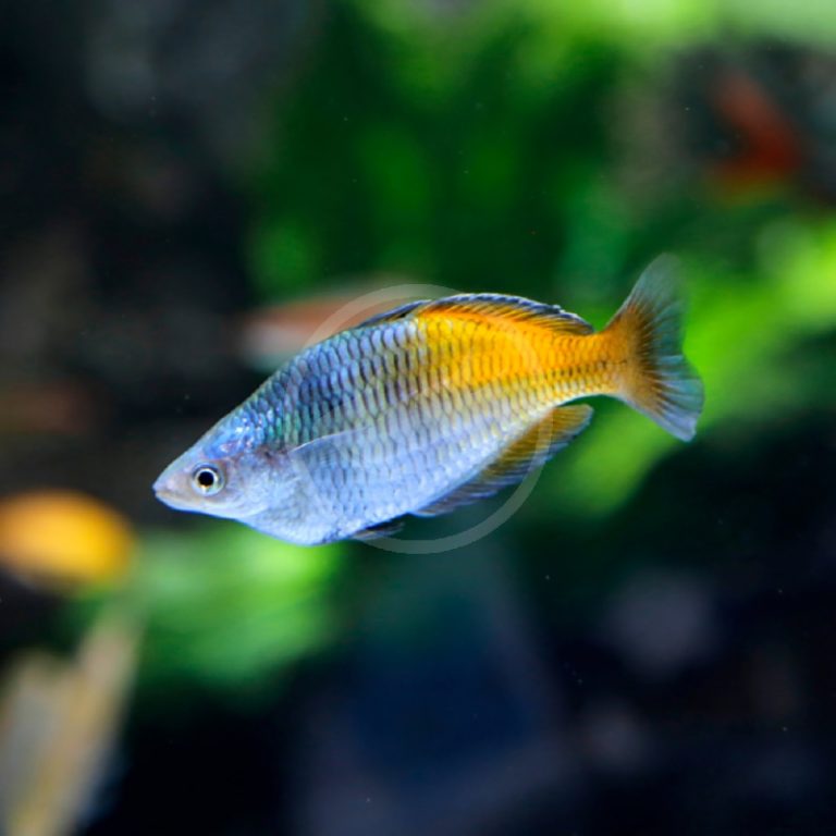 RAINBOW - KAMAKA DWARF Melanotaenia kamaka - Aquatics Unlimited