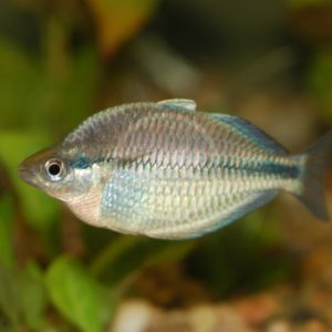 RAINBOW - KAMAKA DWARF Melanotaenia kamaka - Aquatics Unlimited