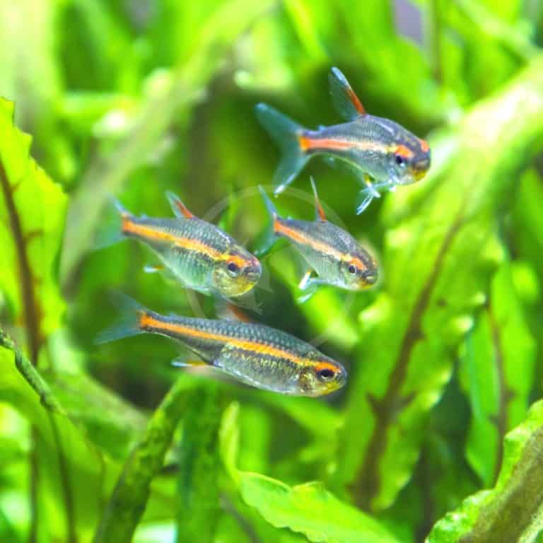 TETRA - CANDY CANE / HY511 Hyphessobrycon sp. - Aquatics Unlimited