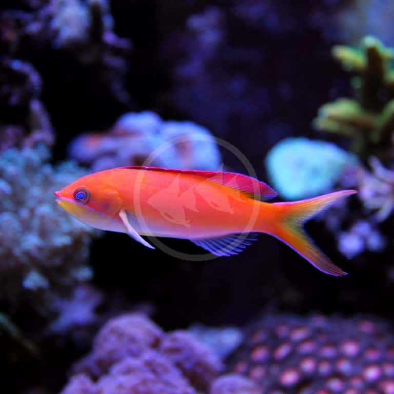 ANTHIAS - HUTCHII GREEN Pseudanthias huchtii - Aquatics Unlimited