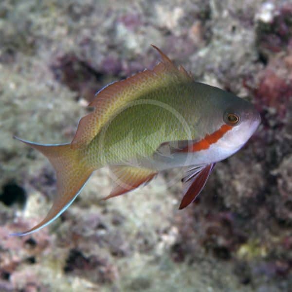 ANTHIAS - HUTCHII GREEN Pseudanthias huchtii - Aquatics Unlimited