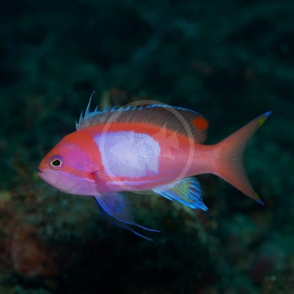 ANTHIAS - HUTCHII GREEN Pseudanthias huchtii - Aquatics Unlimited