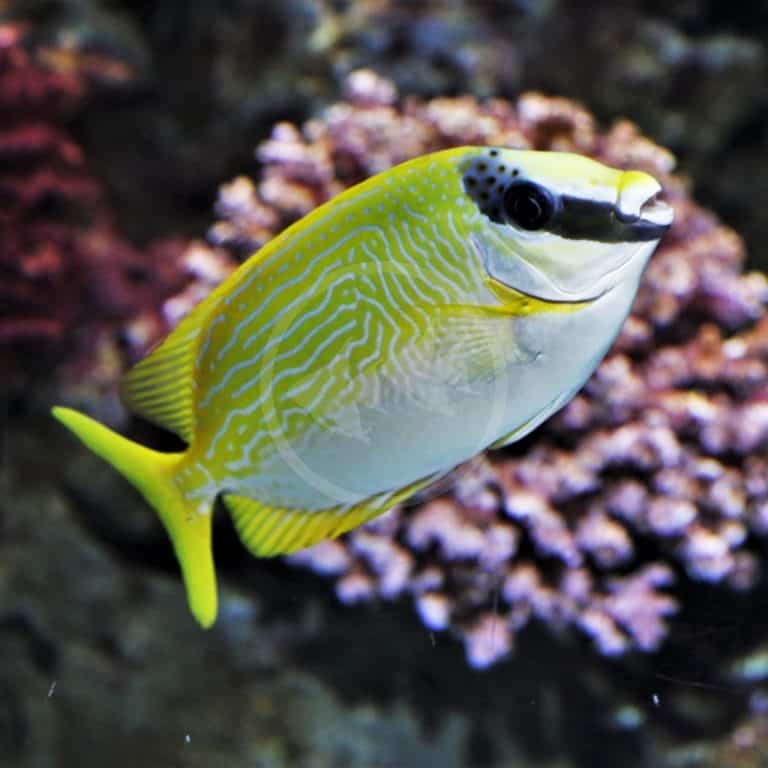 MISC TILEFISH FLASHING Hoplolatilus chlupatyi Aquatics Unlimited