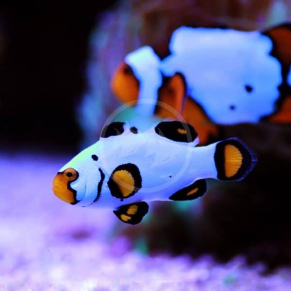 CLOWN - WYOMING WHITE PAIR AQUACULTURED Amphiprion ocellaris - Aquatics ...