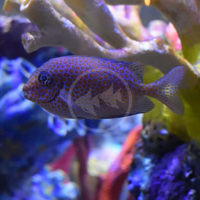 Golden Spotted Rabbitfish RABBITFISH - GOLD SPOTTED Siganus punctatus - Aquatics Unlimited