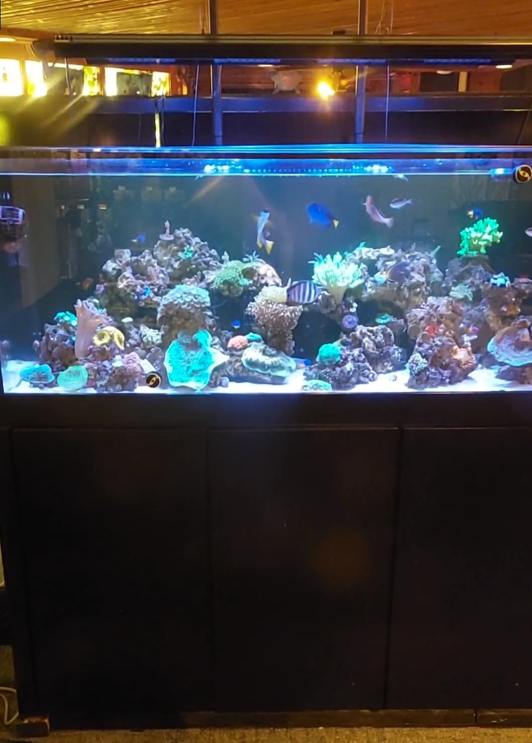 A large aquarium filled with colorful coral, rocks, and various tropical fish, set on a black stand with a blue overhead light illuminating the tank.
