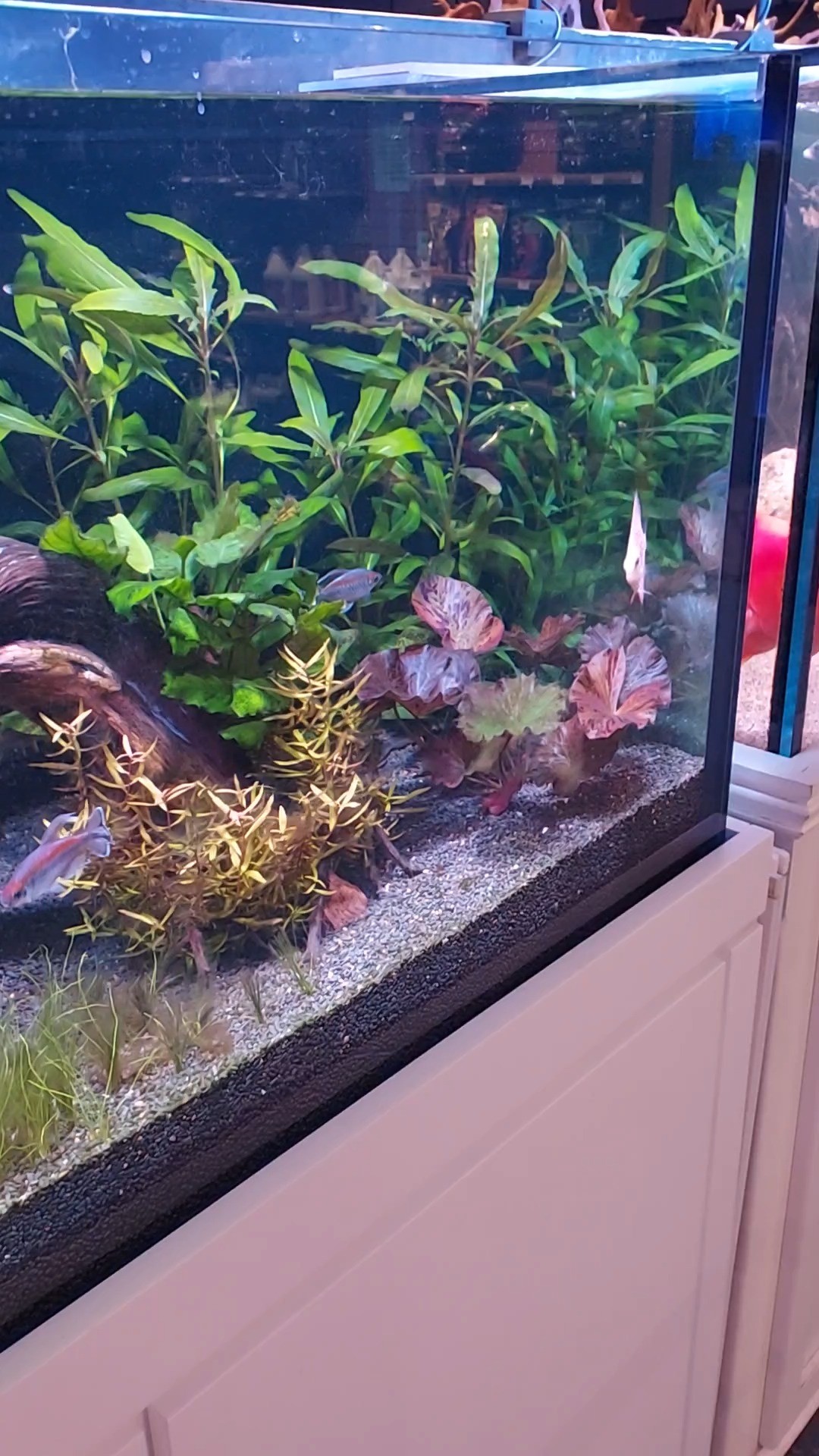 A close-up view of a home aquarium with green aquatic plants, driftwood, colorful fish, and gravel lining the bottom. The tank sits on a white cabinet and is filled with clear water.