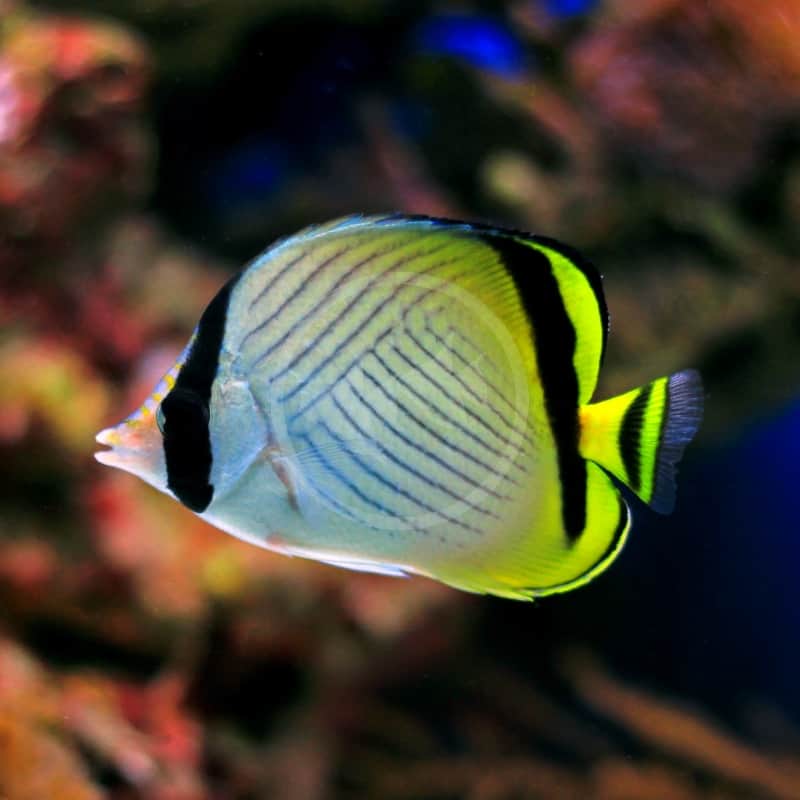 BUTTERFLY - VAGABOND Chaetodon vagabundus - Aquatics Unlimited