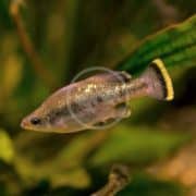 A small, light-colored fish with iridescent scales and a dark-edged tail fin swims in an aquarium with green plants in the background.