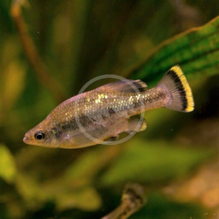 LIVEBEARER GOODEID BUTTERFLY SPLITFIN Ameca splendens Aquatics Unlimited
